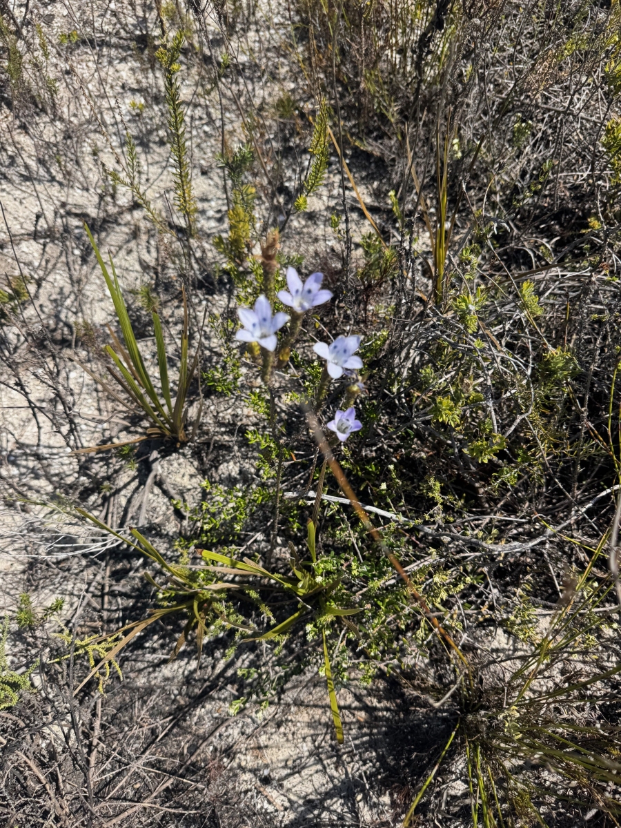 0 Bedroom Property for Sale in Kleinmond Rural Western Cape